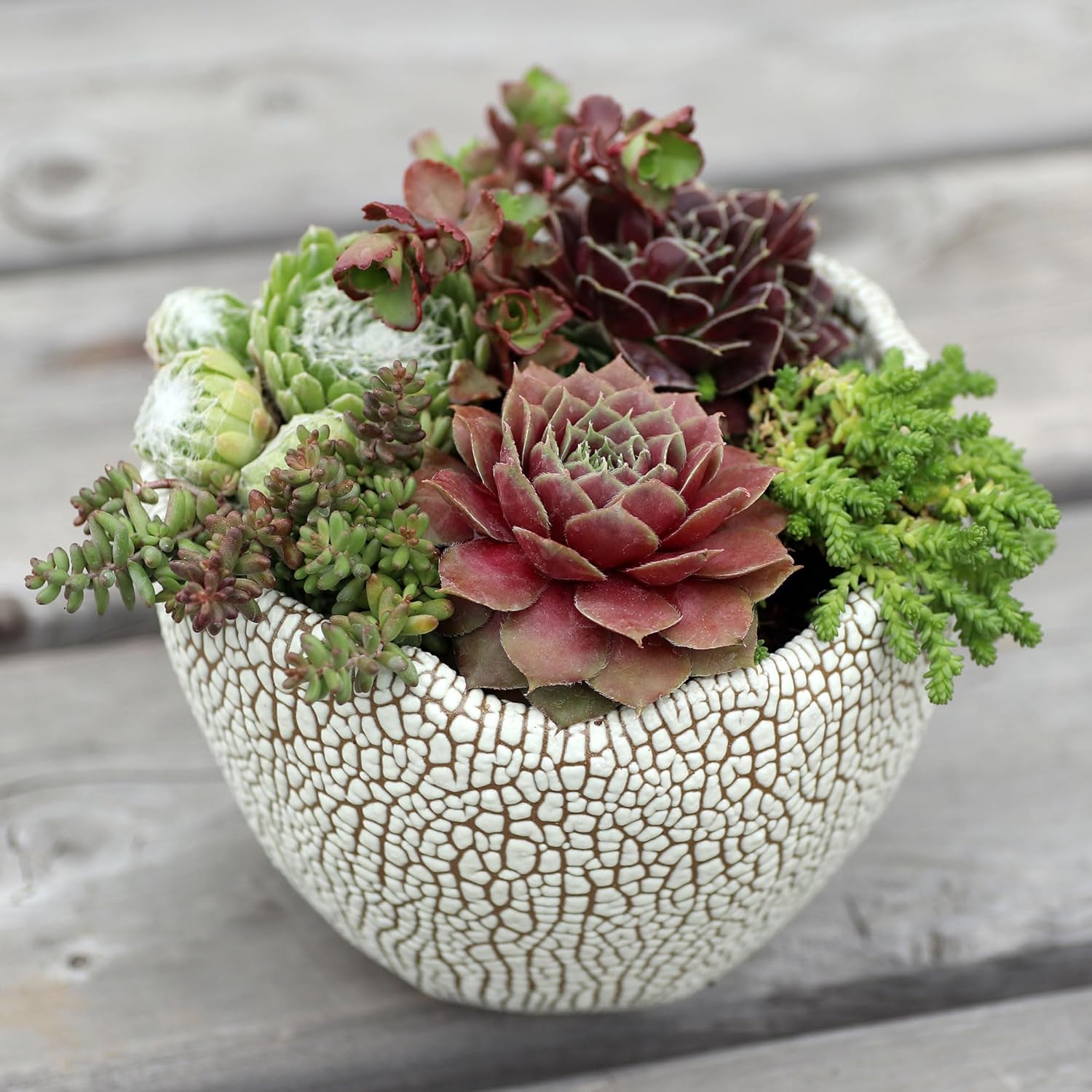 Mountain Crest Gardens Hardy Succulent Variety Pack - 12 Frost-Tolerant Live Plants, Rooted in 2 Inch Pots - Real Outdoor Succulents for Rock Gardens, Landscaping, DIY Arrangements