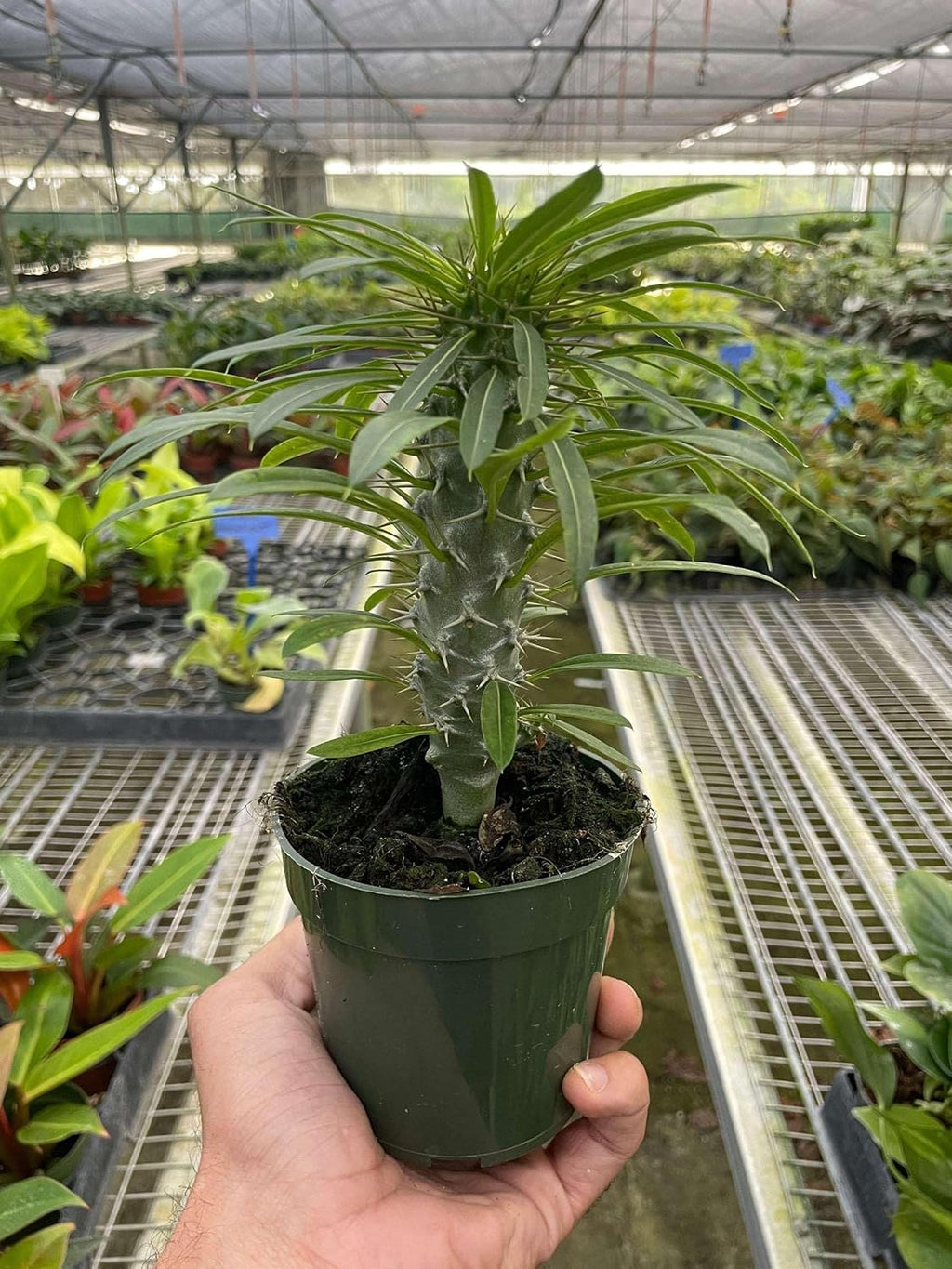 Pachypodium lamerei Live Plant for Indoor | Different Houseplants in 4'' & 6'' Pot | Real House Plant for Living Room, Office, Desk & Bathroom | Madagascar Palm |
