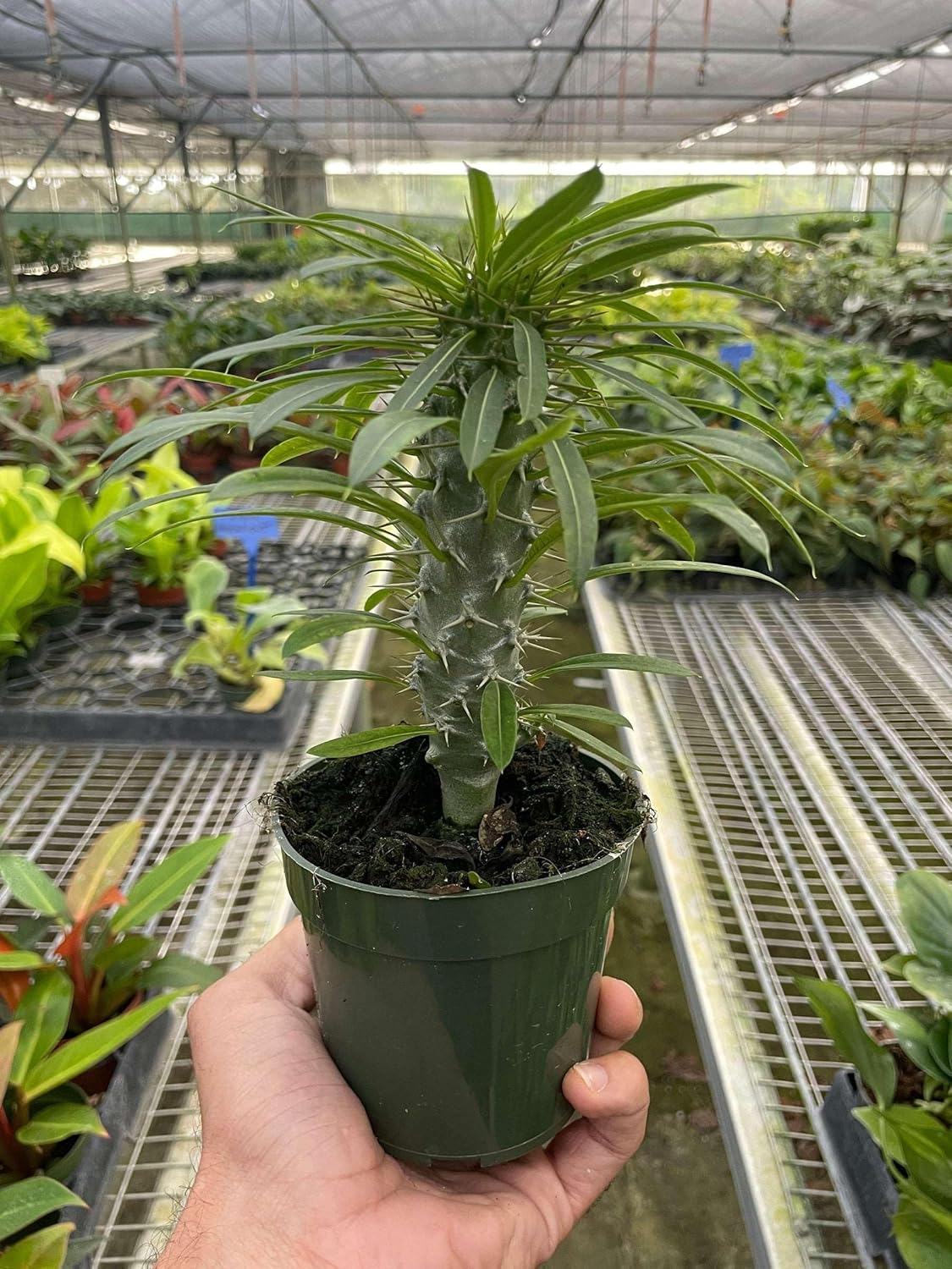 Pachypodium lamerei Live Plant for Indoor | Different Houseplants in 4'' & 6'' Pot | Real House Plant for Living Room, Office, Desk & Bathroom | Madagascar Palm |