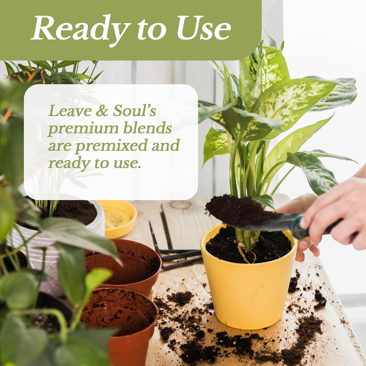 Professional Cactus Soil | Large 2.2 Quarts Ready to Use for Cactus Plants | Peat Moss, Coco Coir, Perlite, Dolomite | Made in USA