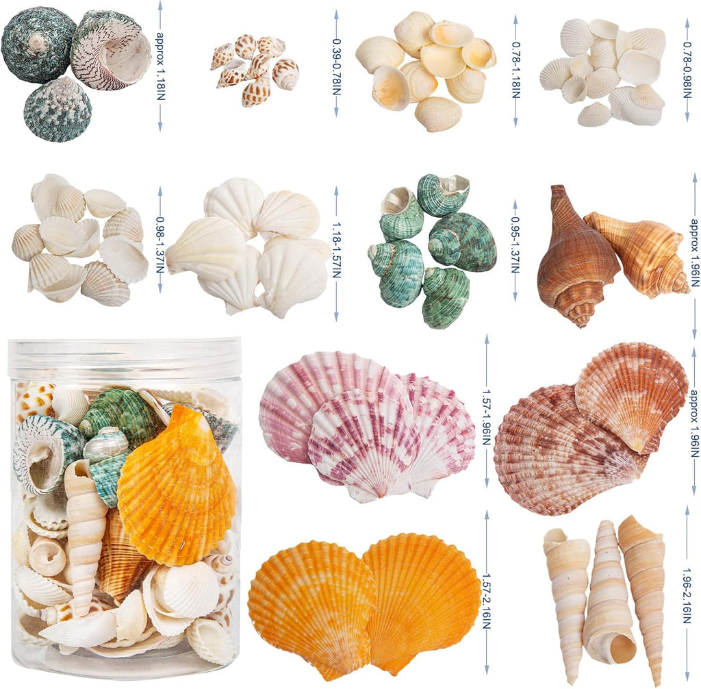 QEQEKAKA Sea Shells for Crafts - About 12 Kinds Beach Natural Mixed Seashells (0.4"-2") with Conch Shells | Fish Tank Decorations, Beach Party Supplies, Vase Fillers, Ocean Theme Home Wedding Decor
