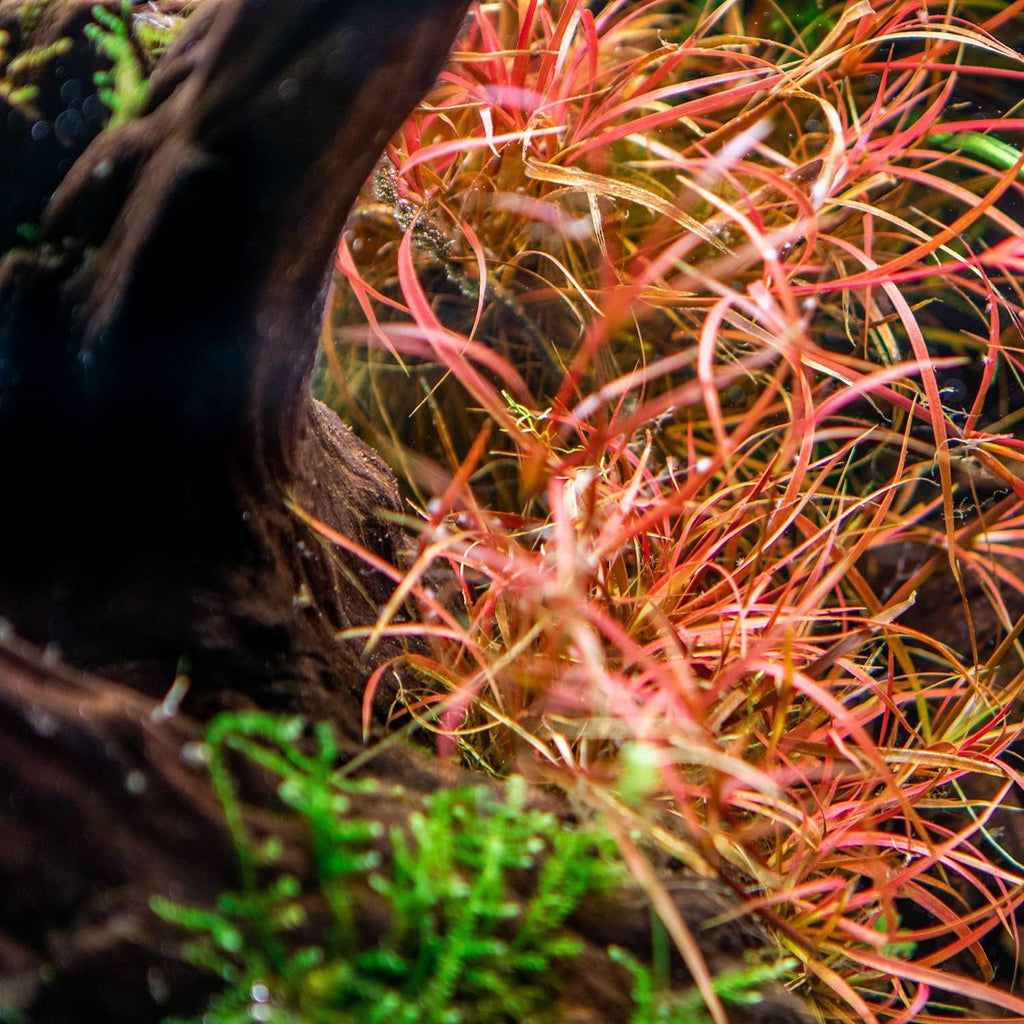 SubstrateSource Live Plant - Juncus Repens Tissue Culture Aquatic Live Aquarium Plant - 100% Snail Free in Vitro Cup (Juncus Repens)