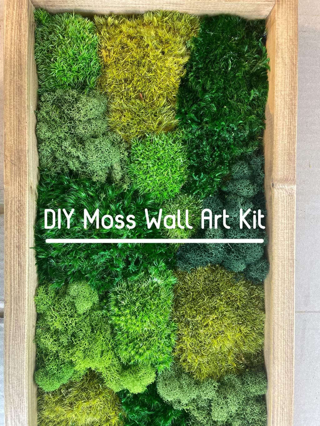 Preserved Pole Moss Pillow Bun Cushion Natural Green Decorative Real Natural DIY Kit Terrariums Garden Art Wall Florist Easter Wedding Decor (1.5 sq.ft., Green-A)