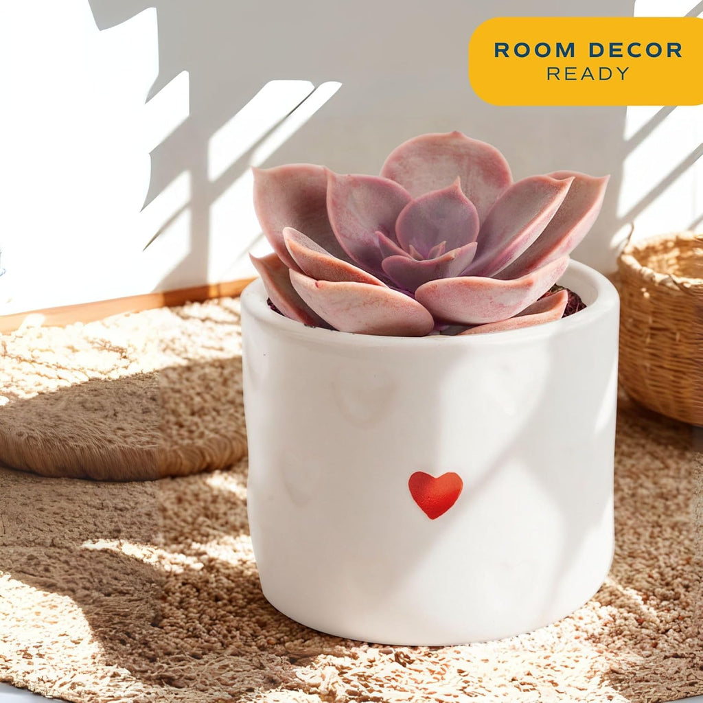 Costa Farms Succulent Plant, Live Indoor Plant Mini Succulent in Cute Decor Plant Pot, Potting Soil Mix, Grower's Choice, Room Decor, Housewarming Gift, 2-Inches Tall