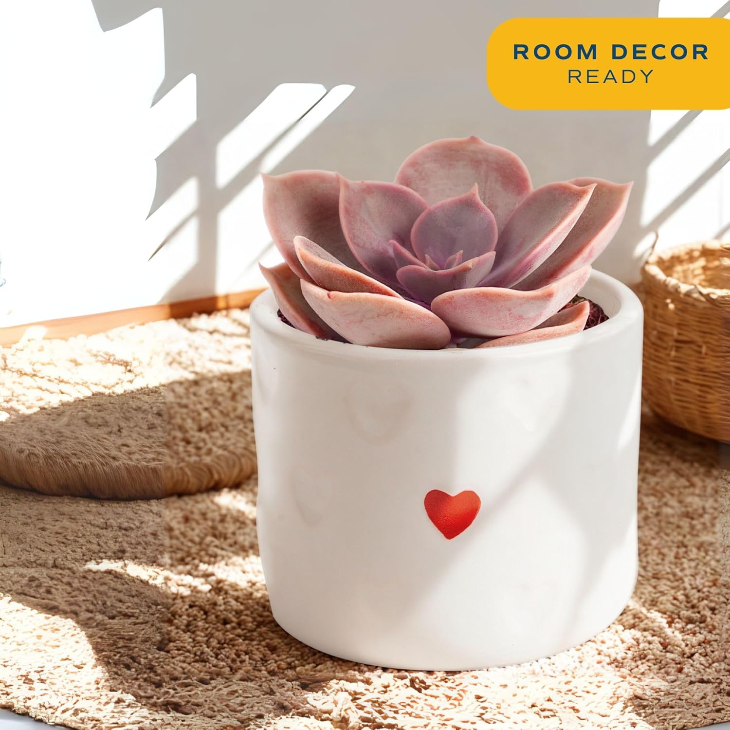 Costa Farms Succulent Plant, Live Indoor Plant Mini Succulent in Cute Decor Plant Pot, Potting Soil Mix, Grower's Choice, Room Decor, Housewarming Gift, 2-Inches Tall