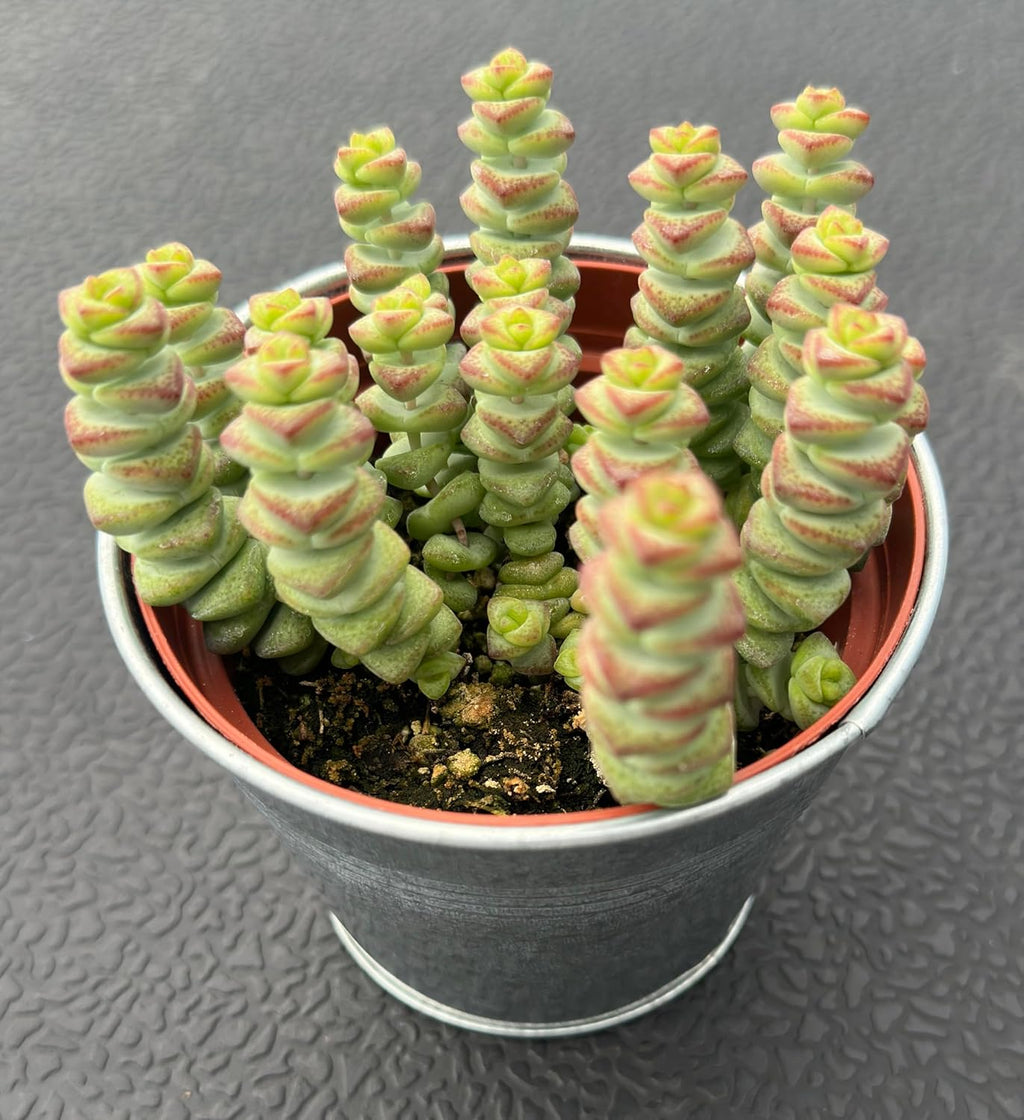 4" Crassula 'Baby's Necklace' in Vintage Metal Pot, Live String of Buttons Trailing Succulent, Rare House Plant for Home Office Wedding Hanging Decoration, DIY Projects, Party Favor