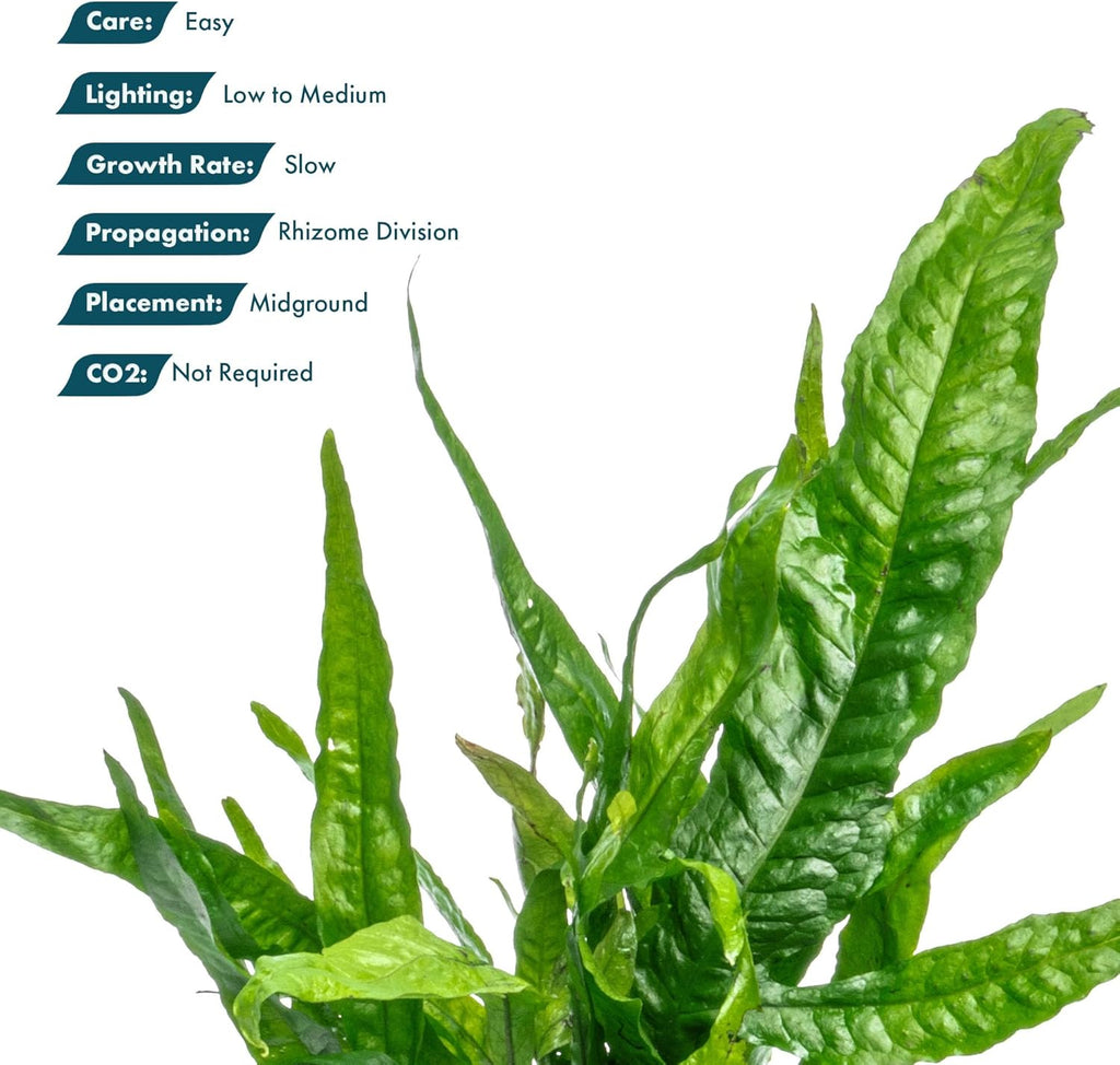 SubstrateSource Live Plants - Java Fern (Microsorum pteropus) - Low to Medium Light Aquarium Display, Bright Green Accent, Midground Aquascaping, Freshwater Rhizome Aquatic Plant - Pot