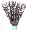 20 Pcs Dried Eucalyptus Stems, 17'' Natural Real Live Purple Eucalyptus Leaves Branches Hanging Shower, Preserved Dried Plants for SPA Home Fragrance Bathroom Table Vase Decor