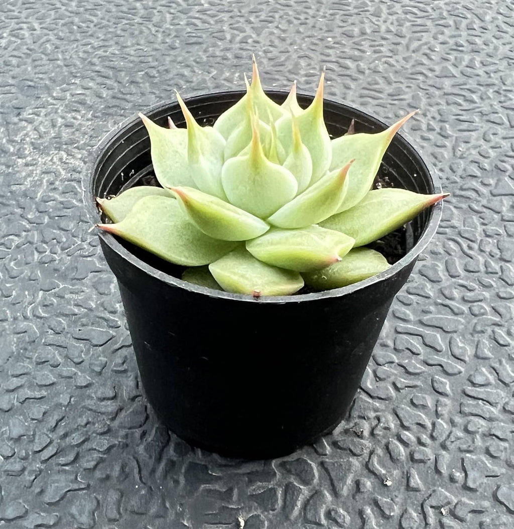Sprout N Green Echeveria Toscannelly, Live Succulent Plant Fully Rooted in 2" Pots with Soil Mix, Real Houseplant for Indoor Outdoor Home Office Wedding Decoration Party Favor