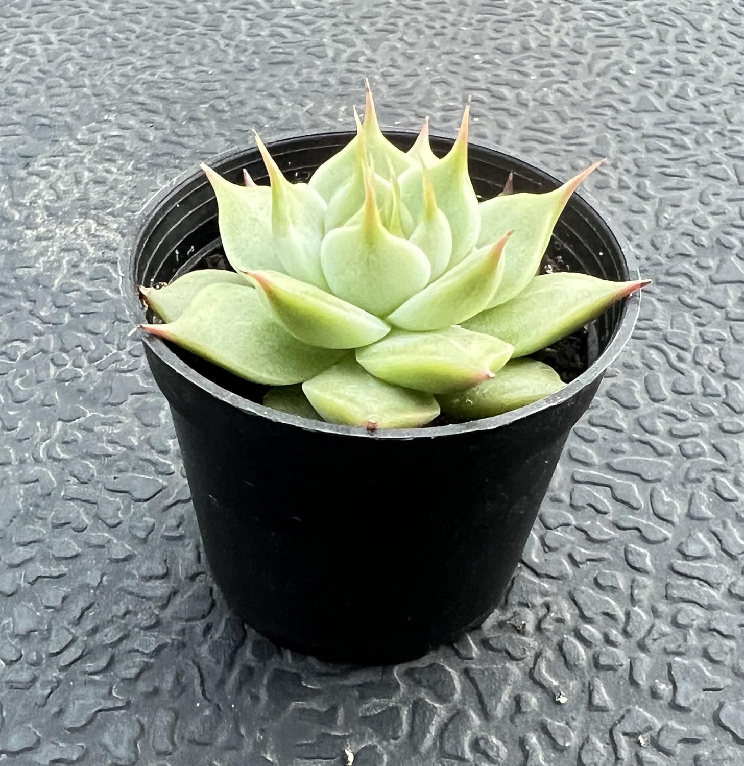 Sprout N Green Echeveria Toscannelly, Live Succulent Plant Fully Rooted in 2" Pots with Soil Mix, Real Houseplant for Indoor Outdoor Home Office Wedding Decoration Party Favor