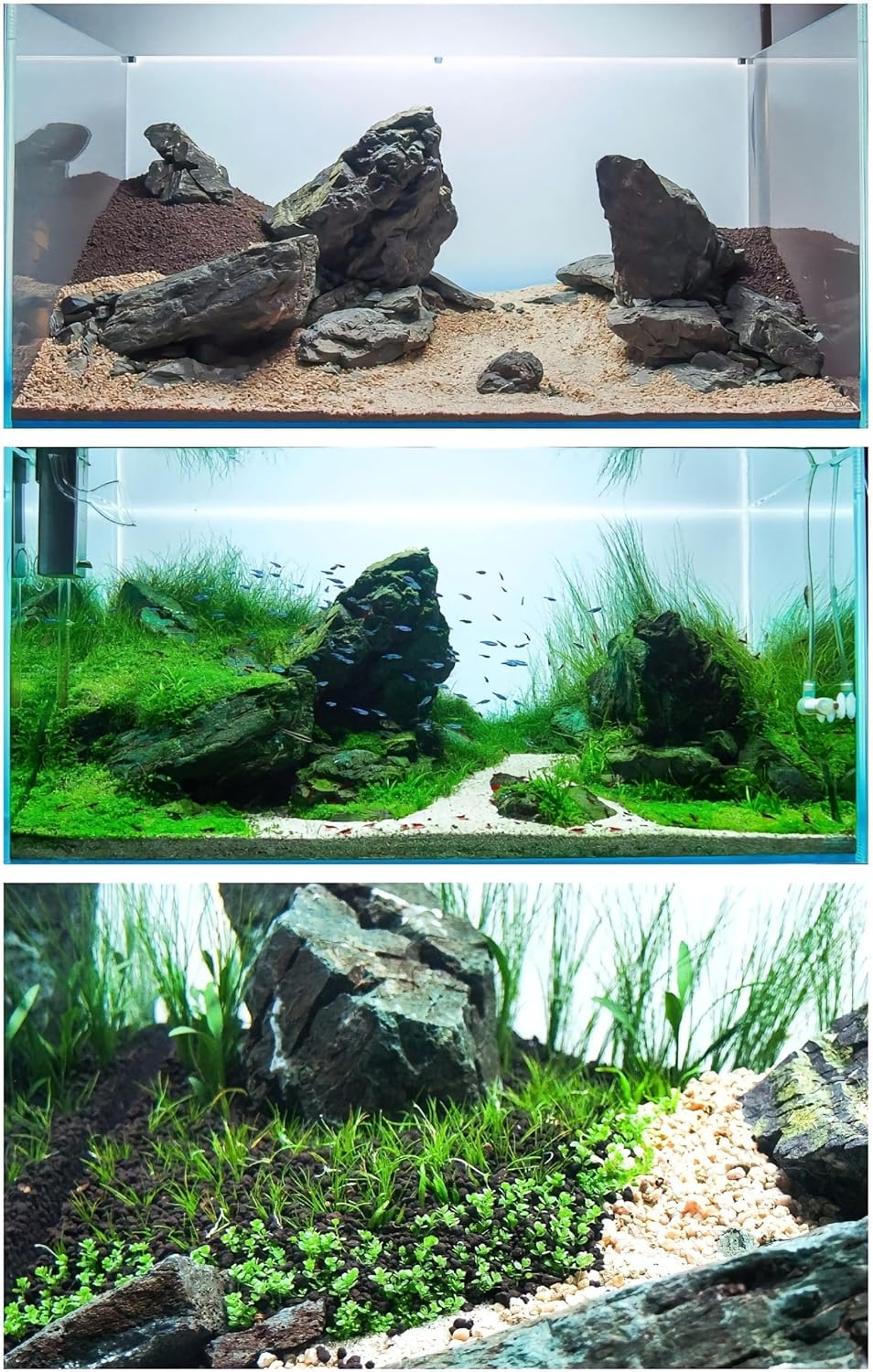 4 Aquarium Plants S.e.e.d Set, not Artifical, Fish Tank Decor Replacement for Resin or Plastic Grass