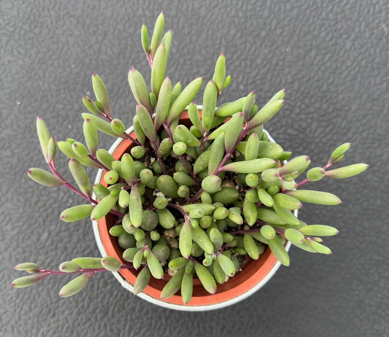 4" Ruby Necklace with Vintage Metal Pot, Live Othonna capensis L.H.Bailey Succulent, Purple Hanging Trailing House Plant for Home Office Wedding Decoration DIY Project Party Favor