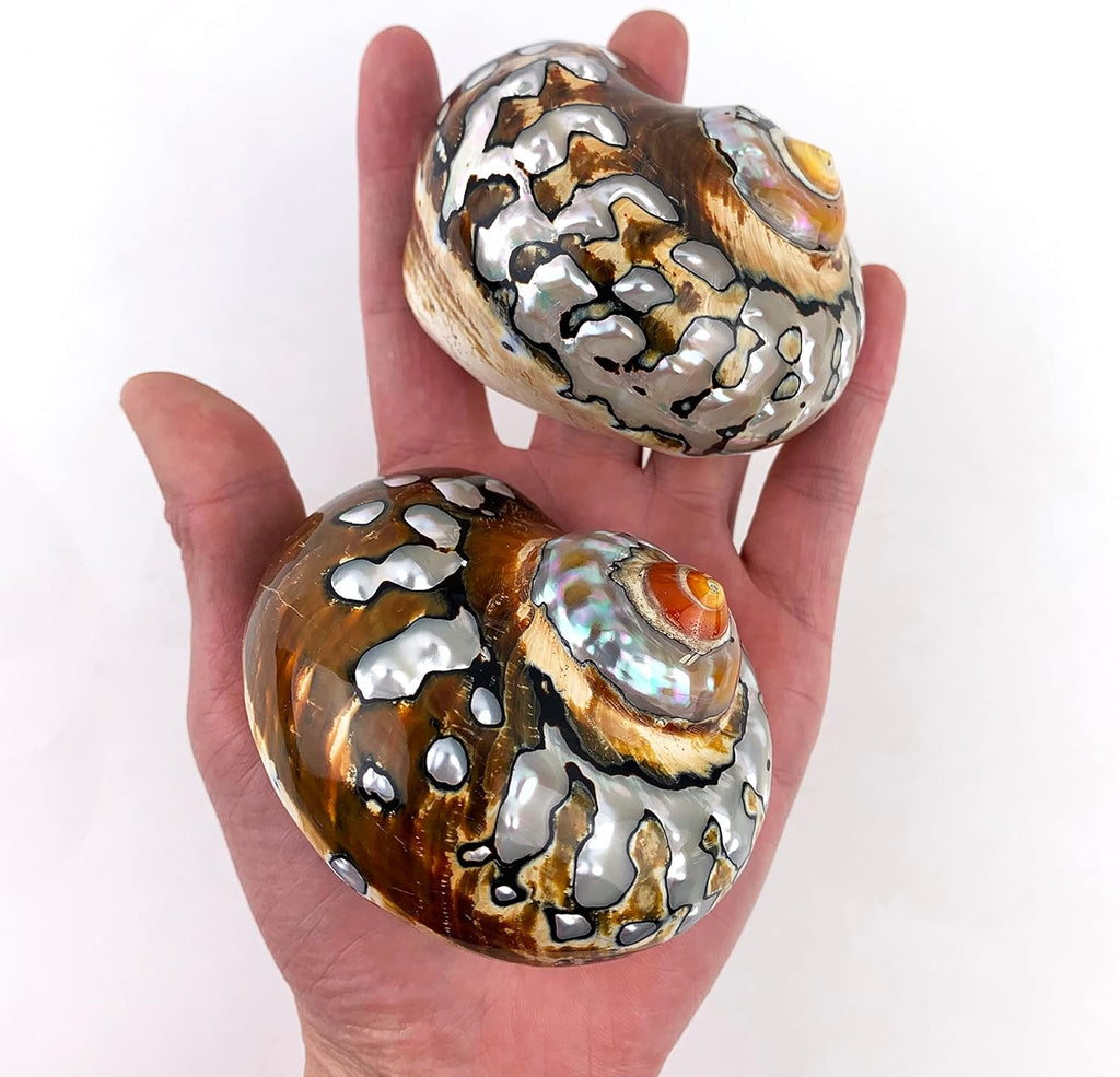 Heyiwell 2PC African Sarmaticus Turbo Shells,Hermit Crab Shell &Turbo Shells Hermit Crab Supplies for Decor 3"~3.5" Inch