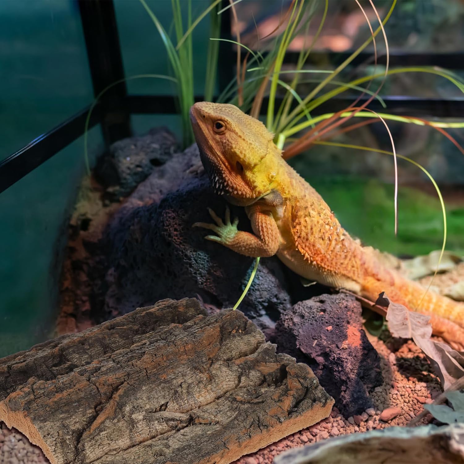 Reptile Cork Bark Tank Decor 4 Pieces Natural Cork Background for Gecko Lizard Frog Bearded Dragon Aquarium Terrarium Climbing Mat