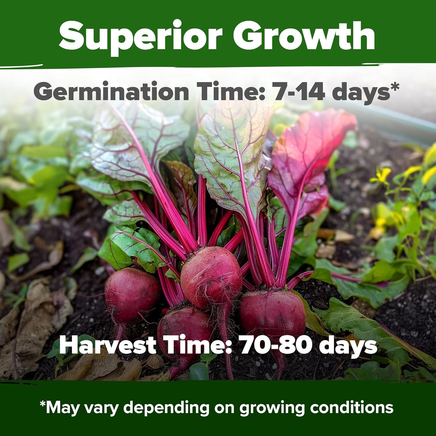 HOME GROWN Detroit Dark Red Beet Seeds 2 Pack(Beta vulgaris) 1000+ Heirloom Seeds with High Germination – Sweet,Nutrient-Rich Beets for Easy Planting in Garden Beds or Containers