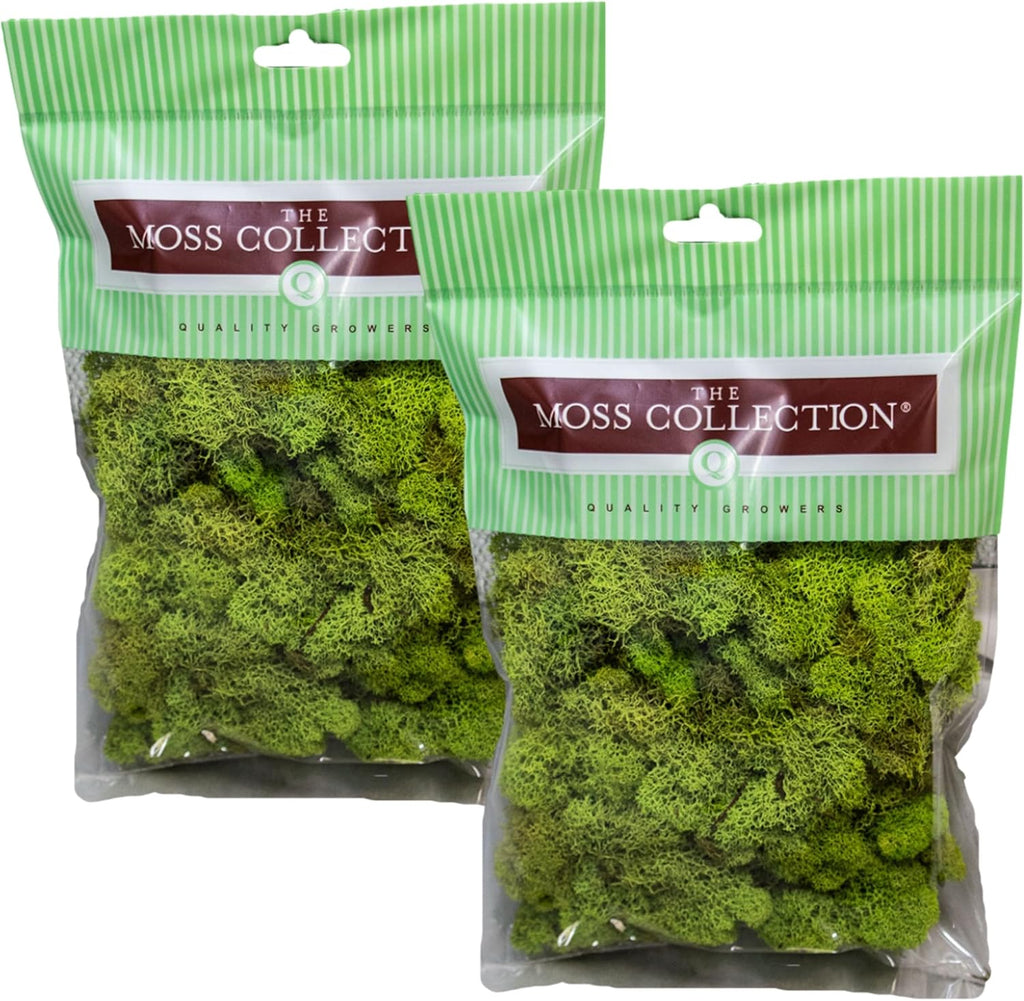Quality Growers - Preserved Reindeer Moss - Moss for Crafts, Home Decor, Art, Design & DIY Projects - Non-Toxic - USA Made (Chartreuse, Small, 2-Pack)