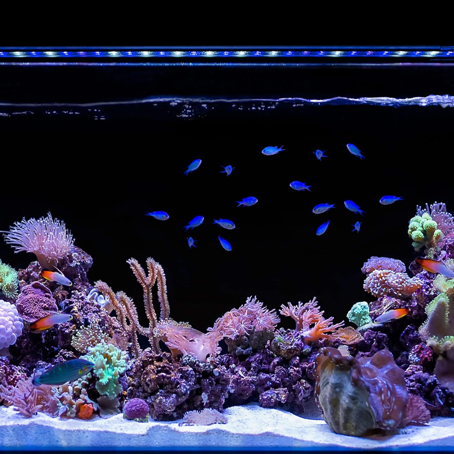 CURRENT USA 36-48" Inch Orbit Marine IC Loop LED Saltwater Reef Marine Aquarium Light with Bluetooth App Control | Wireless Lighting & eFlux Wave Pump Control for Fish Tank (4206)