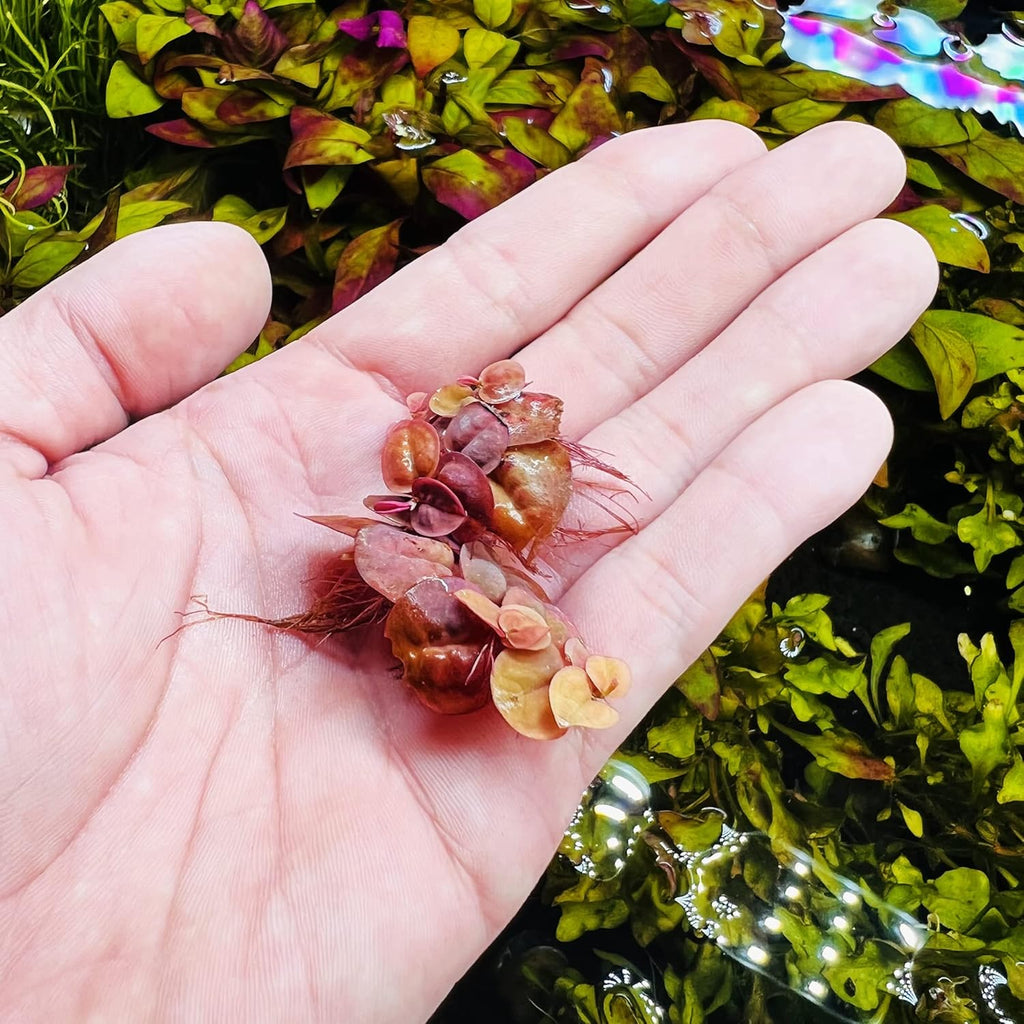 SubstrateSource Red Root Floater Phyllanthus Fluitans - Live Floating Plants for Aquarium, Fish Tanks, Natural Aquatic Decorations and Cover (3-4 Plants)