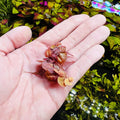 SubstrateSource Red Root Floater Phyllanthus Fluitans - Live Floating Plants for Aquarium, Fish Tanks, Natural Aquatic Decorations and Cover (3-4 Plants)