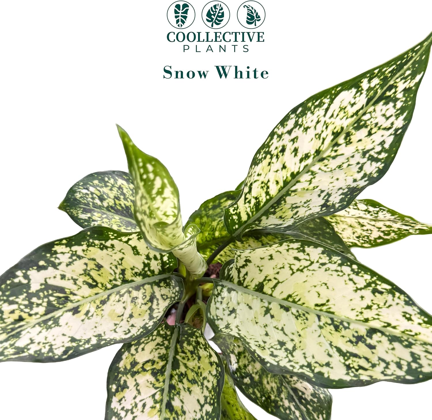 Aglaonema Snow White, Spring Snow, Live Plant in a 4 Inch Growers Pot, Live Indoor, Easy to Grow, Easy to Care, and Low Maintenance Houseplant,White Plants