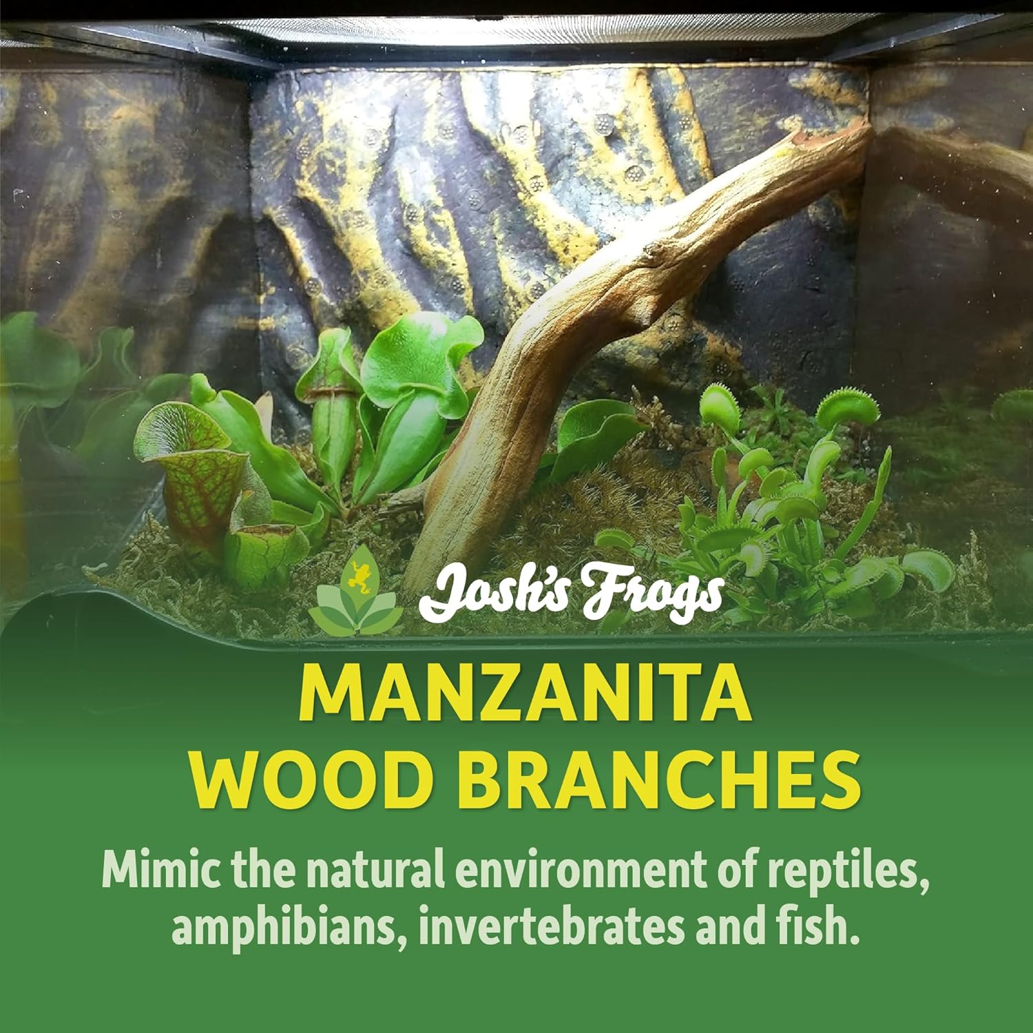 Josh's Frogs Manzanita Wood (Medium)