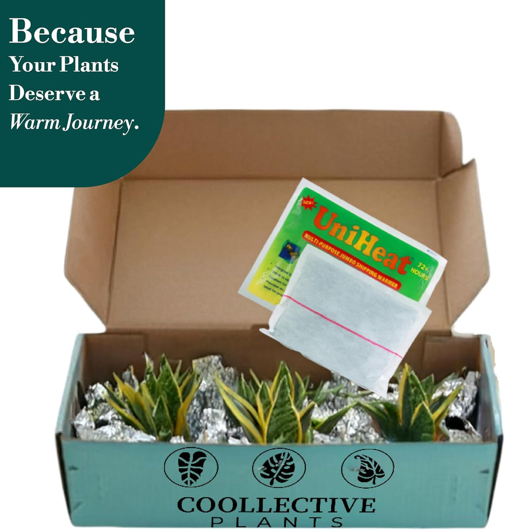 CoollectivePlants Aglaonema Bamboo – Live Indoor Plant in 4″ Grower’s Pot, Green & Silver Foliage, Easy Care Low Light Houseplant, Includes UniHeat Pack for Winter Protection