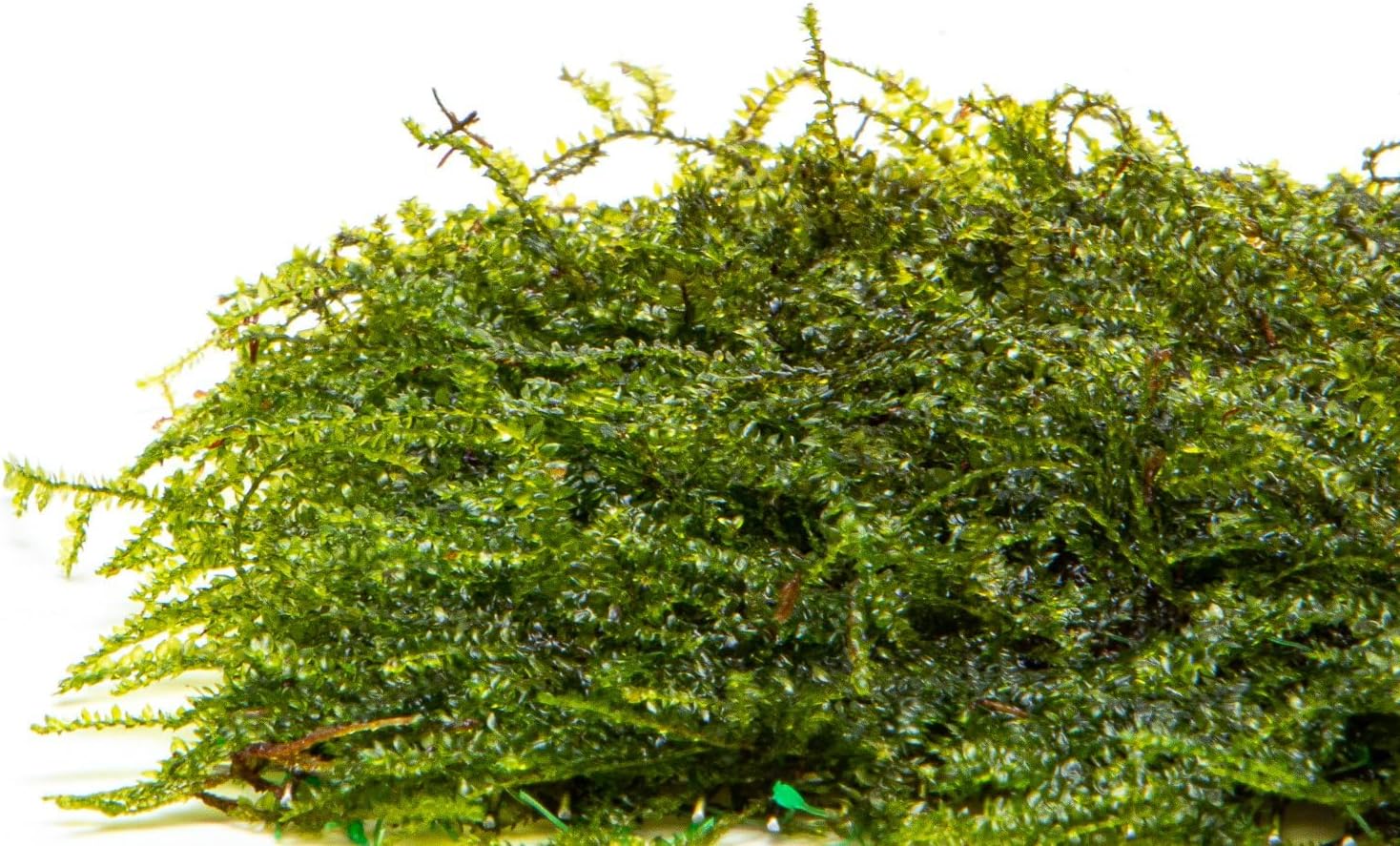 SubstrateSource Live Plants - Weeping Moss (Vesicularia ferriei) - Low to Medium Light, Bright Green Accent Freshwater Aquatic Moss, Foreground Placement for Aquascaping - Stainless Steel, 1 Pack