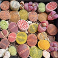 Pack of 30 Live Small Exotic Lithops Live Plants | Perfect for Lithops Starter, Great Terrarium Addition | Bare Root Without Soil or Pot, Easy to Grow and Ideal for Indoor/Outdoor Display