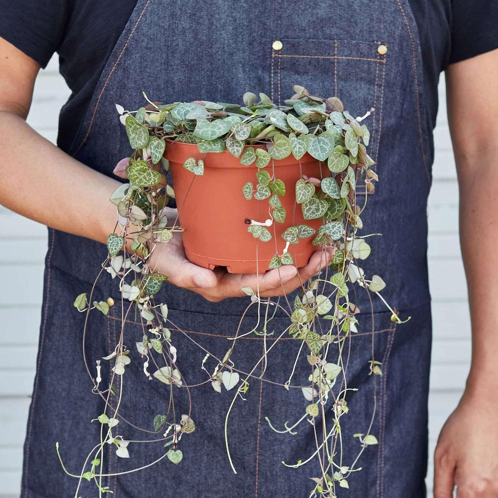 String of Hearts Variegated Live Plant for Indoor | Different Houseplants in 4'' & 6'' Pot | Real House Plant for Living Room, Office, Desk & Bathroom | Ceropegia woodii