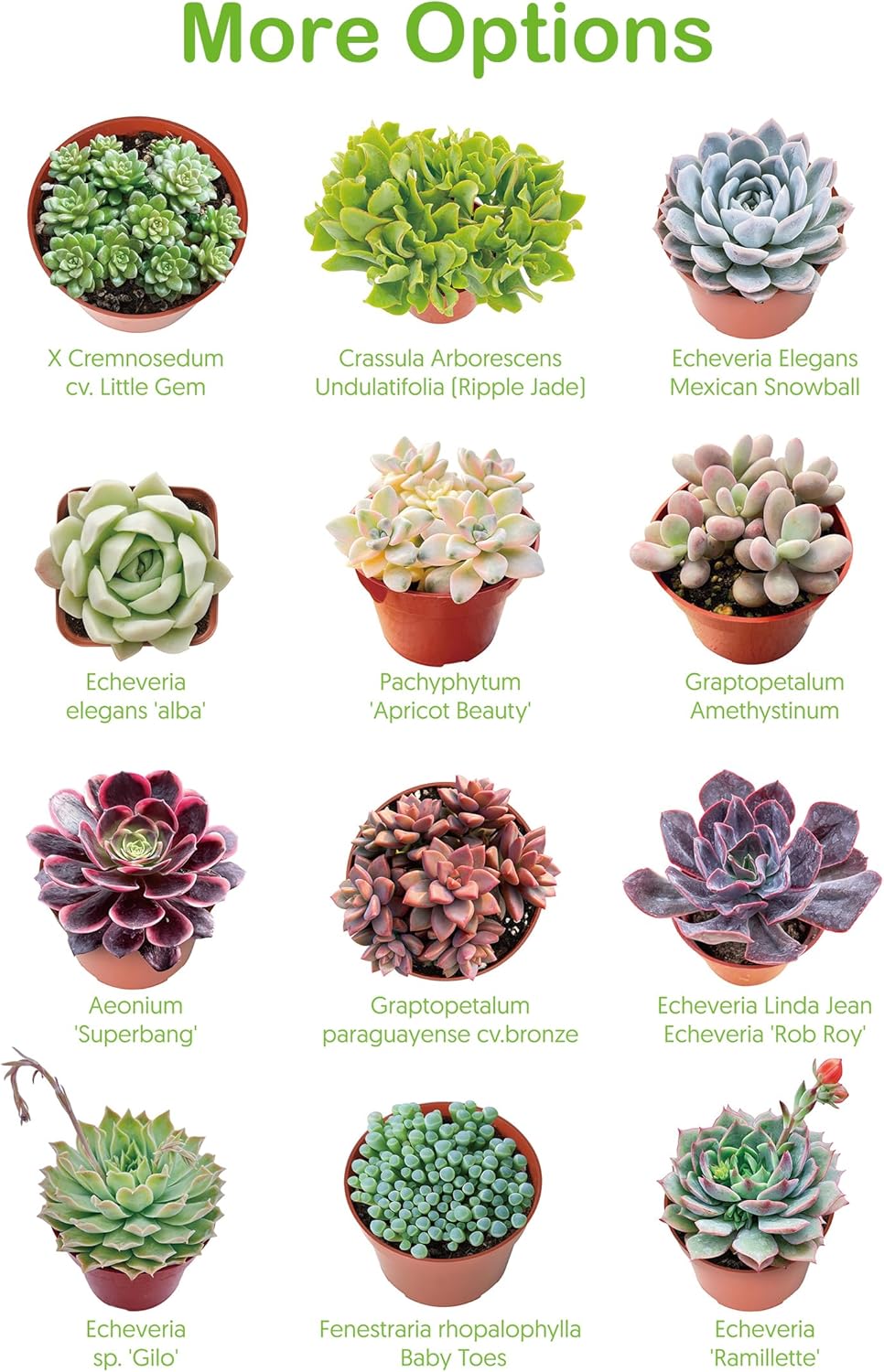 Live Succulent Echeveria 'Mexican pulidonis', Approx 2-inch Large, Potted Succulents, Fully Rooted, Easy Care House Plants