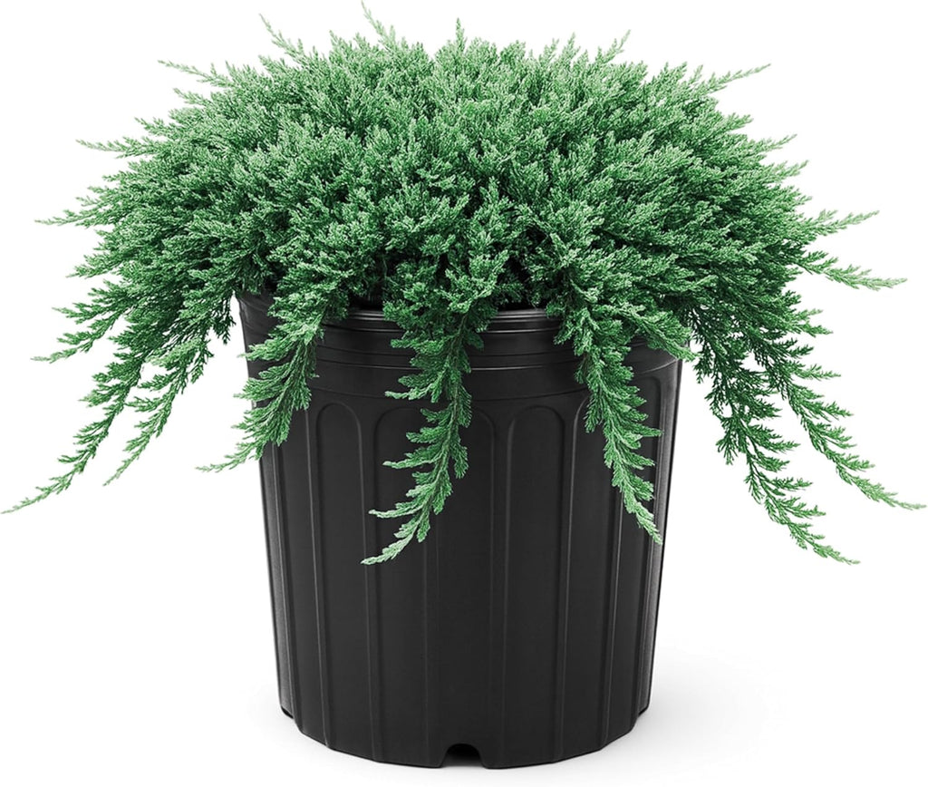 Blue Rug Juniper Wiltonii | 1 Extra Large 3 Gallon Plant | Juniperus Horizontalis | Creeping Ground Cover, Low Maintenance Shrub, Drought Tolerant, Evergreen Foliage, Fast Growing, Erosion Control