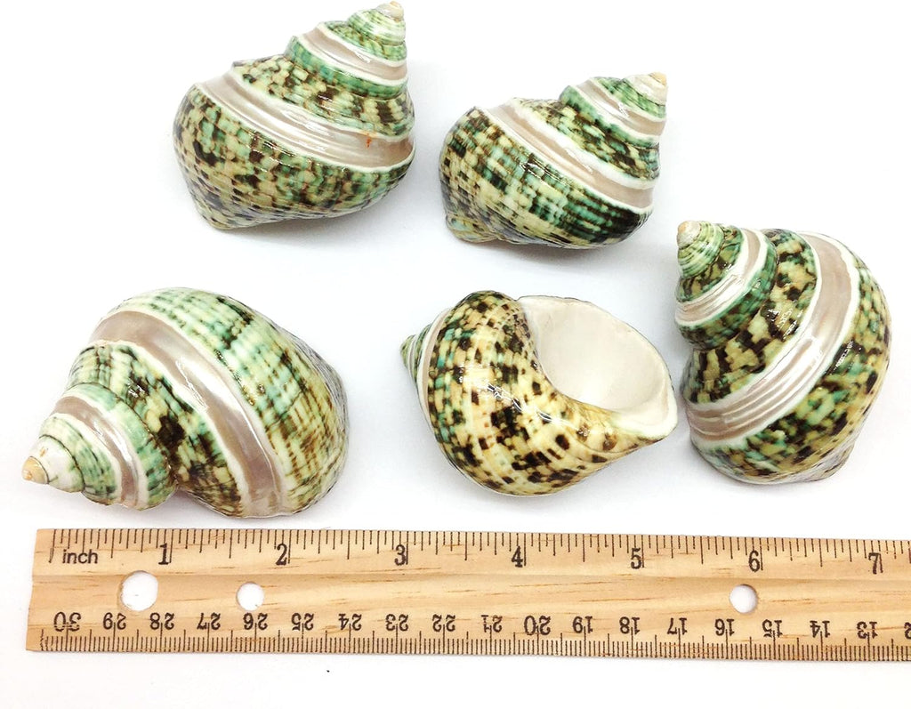 PEPPERLONELY 5PC Green Turbo with Two Pearl Bands, Hermit Crab Sea Shells, 2 Inch Up