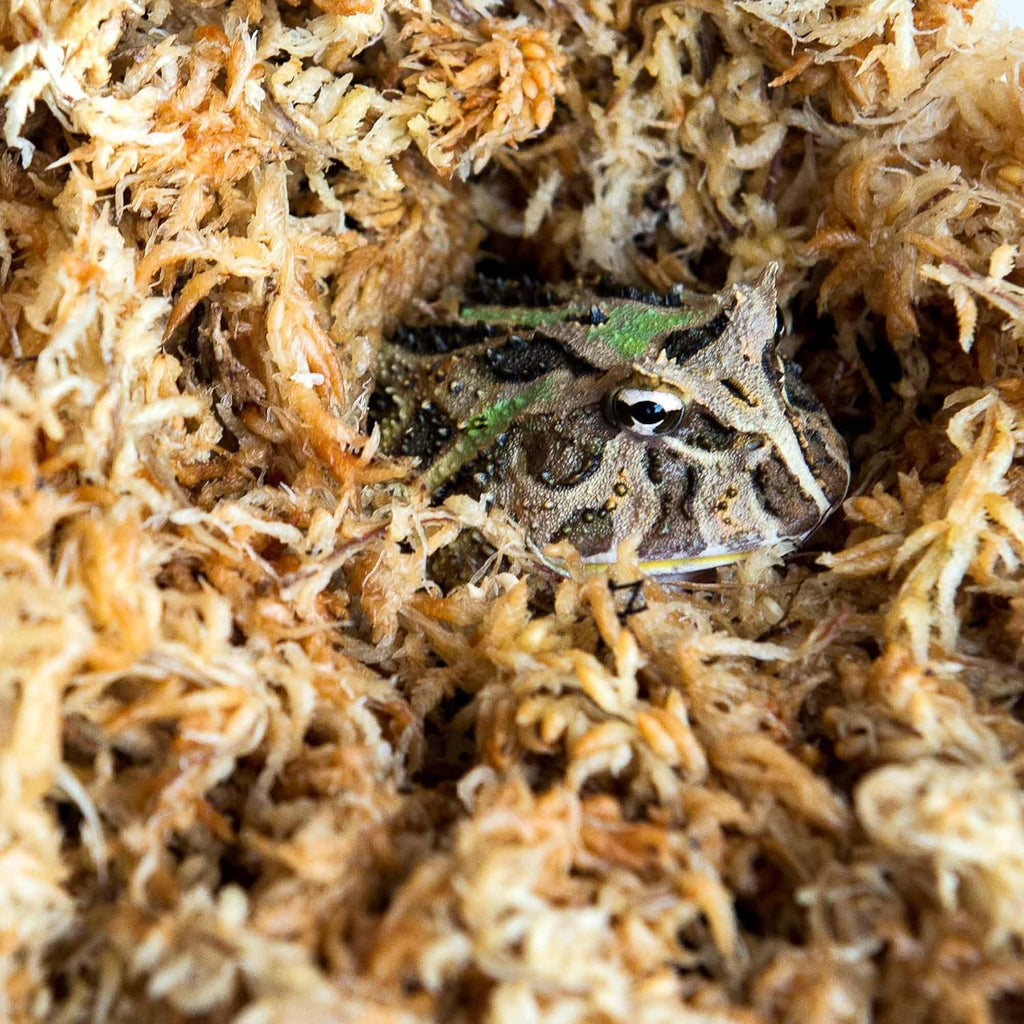 Galápagos (05203) 5-Star Golden Sphagnum Moss | Long-Fiber Snake Bedding, Reptile Substrate & Terrarium Moss for Frogs, Toads, Carnivorous Plants, Leopard Geckos, Snakes, and Amphibians, 1/3 Pound