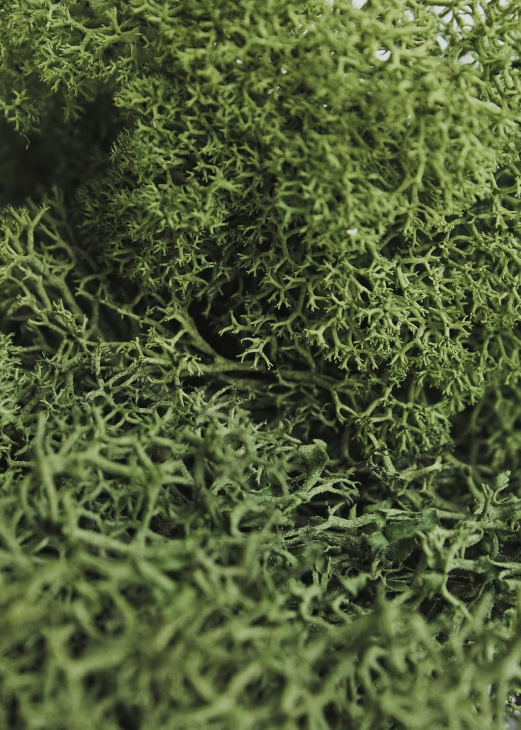 SuperMoss Reindeer Preserved Long Lasting Decorative Moss for Floral Décor Potted Plants and Indoor Planters, Forest