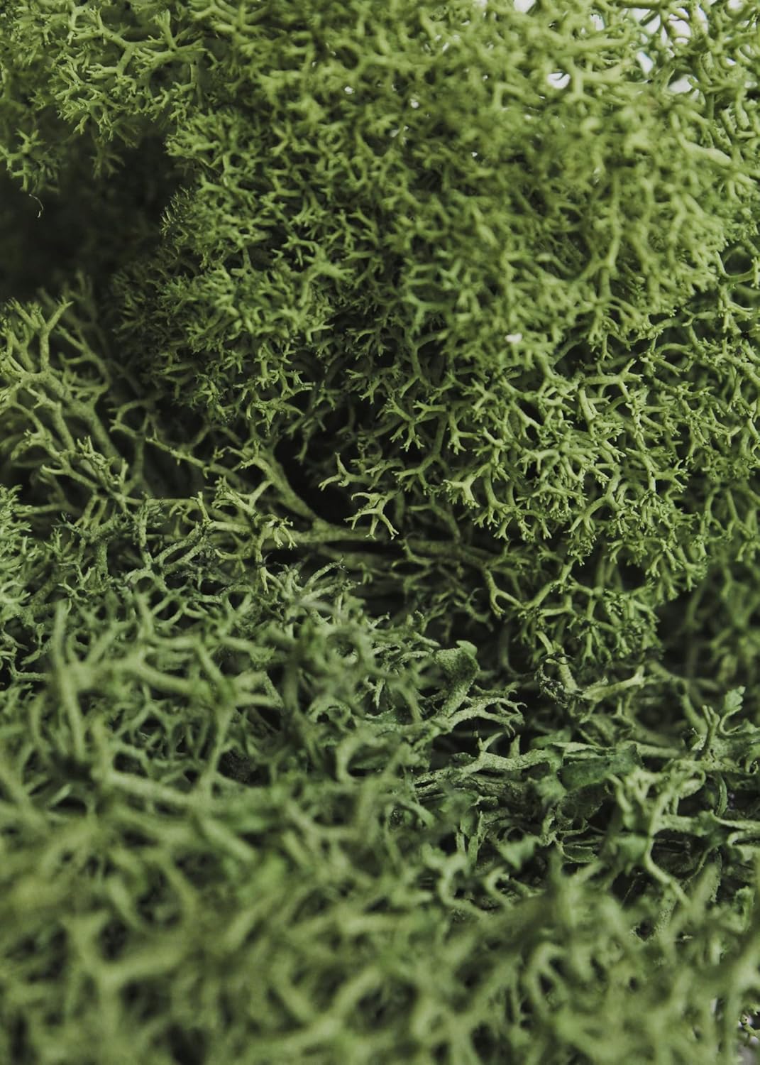 SuperMoss Reindeer Preserved Long Lasting Decorative Moss for Floral Décor Potted Plants and Indoor Planters, Forest