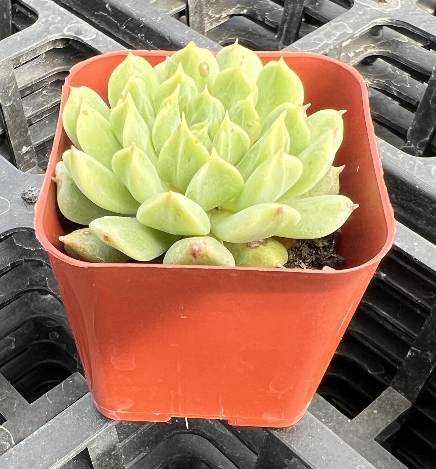 Sprout N Green 2in Echeveria 'Irish Mint', 1 Pack Rare Live Mini Succulent Plant Fully Rooted in Pot, Real House Plant for Indoor Outdoor Home Office Wedding Decoration DIY Projects Party Favor