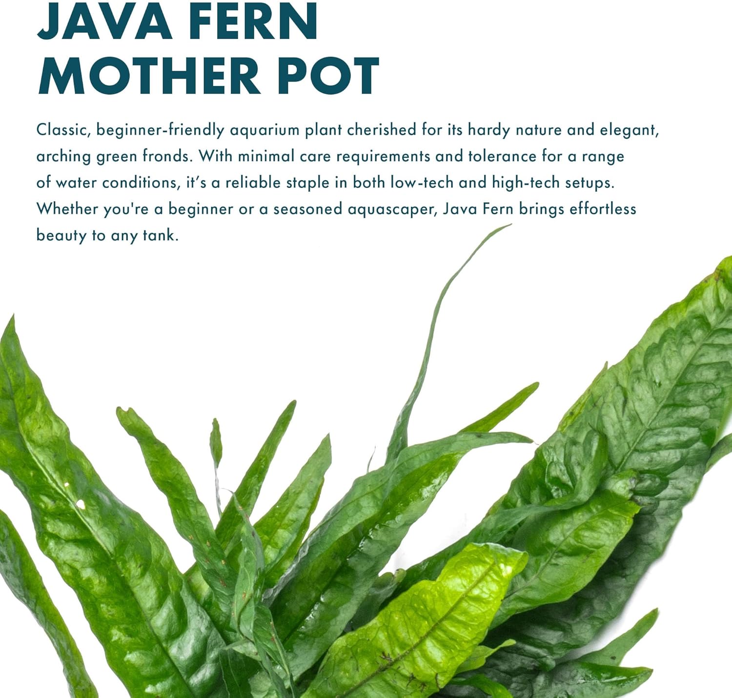 SubstrateSource Live Plants - Java Fern (Microsorum pteropus) - Low to Medium Light Aquarium Display, Bright Green Accent, Midground Aquascaping, Freshwater Rhizome Aquatic Plant - Pot