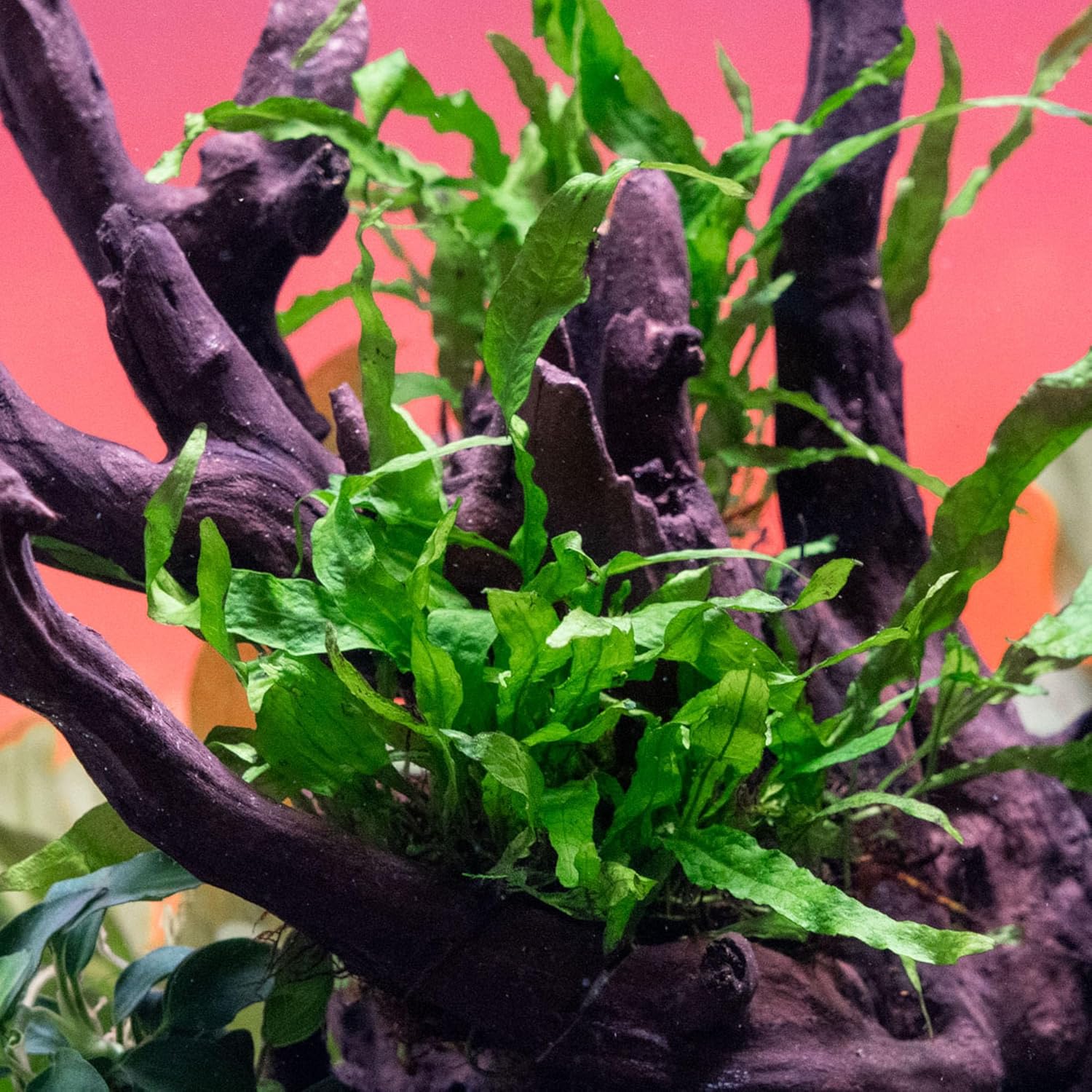 SubstrateSource Java Fern Live Aquarium Plants - Potted Freshwater Plant for Fish Tanks - Beginner Friendly, Low Light (Narrow Mini, 1 Pot)