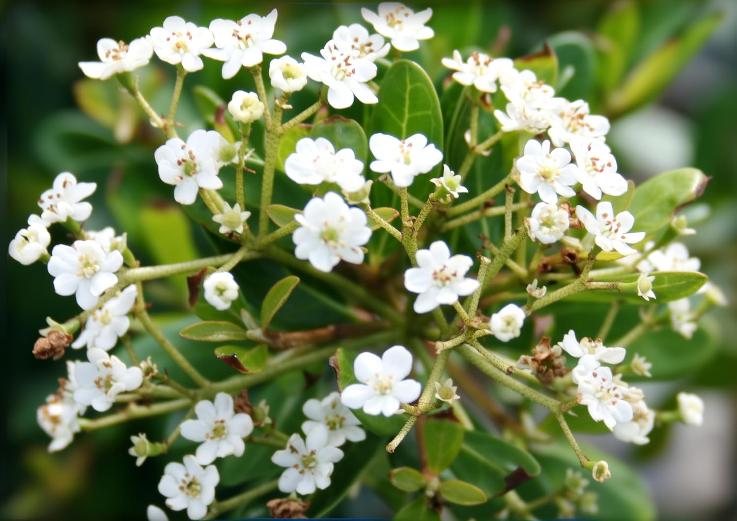 Viburnum Densa | 3 Extra Large 3 Gallon Plants | Viburnum Obovatum 'Densa' | Live Compact Evergreen Shrub | Low-Maintenance Privacy Plants for Landscaping