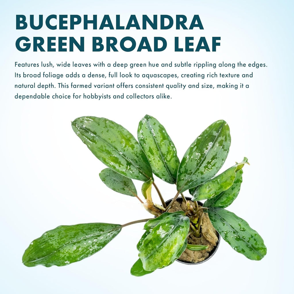 SubstrateSource Bucephalandra Green Broad Leaf Potted Live Aquarium Plant - Natural Freshwater Fish Tank Decorations and Aquatic Décor