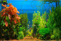 AOFOTO 7x5ft Aquarium Backdrop Decoration Blue Ocean Fish Deep Water Plants Seabed Scene Underwater Scene Background for Photography Kids Adults Birthday Party Events Photo Studio Props Vinyl