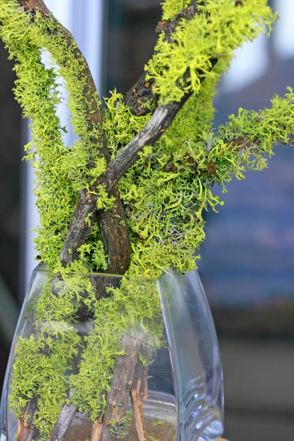 SuperMoss (23534 Branched Lichen Parmelia – Natural Preserved Lichen Branches for Floral Arrangements, Home Decor, and Terrariums, 175 cu. in., Orange