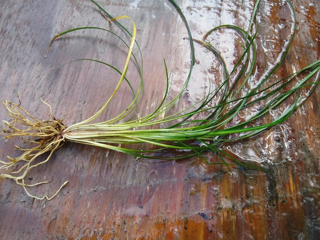 New and Healthy Standard MONDO GRASS -- 100 bare-root starts -- Border Plant -- Groundcover