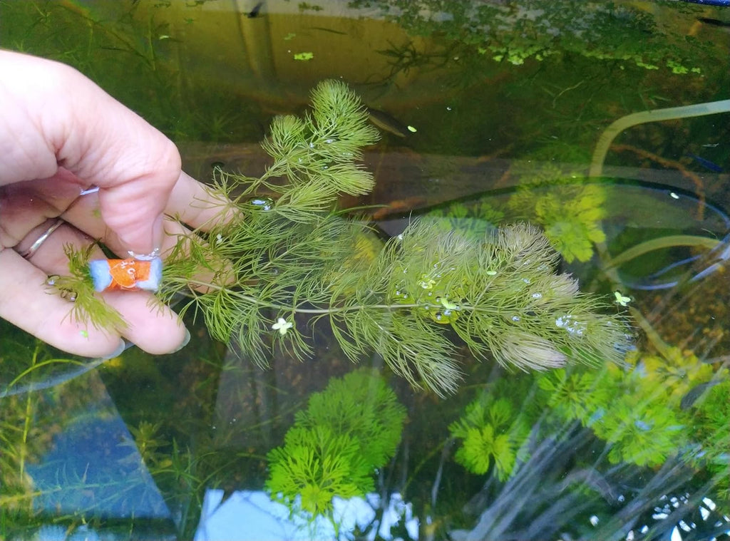 Live Hornwort Coontail Aquarium Plants, 4 Bunches with 3 Stems Each, 6-8 Inch Length, Freshwater Submerged Plants for Fish Tank