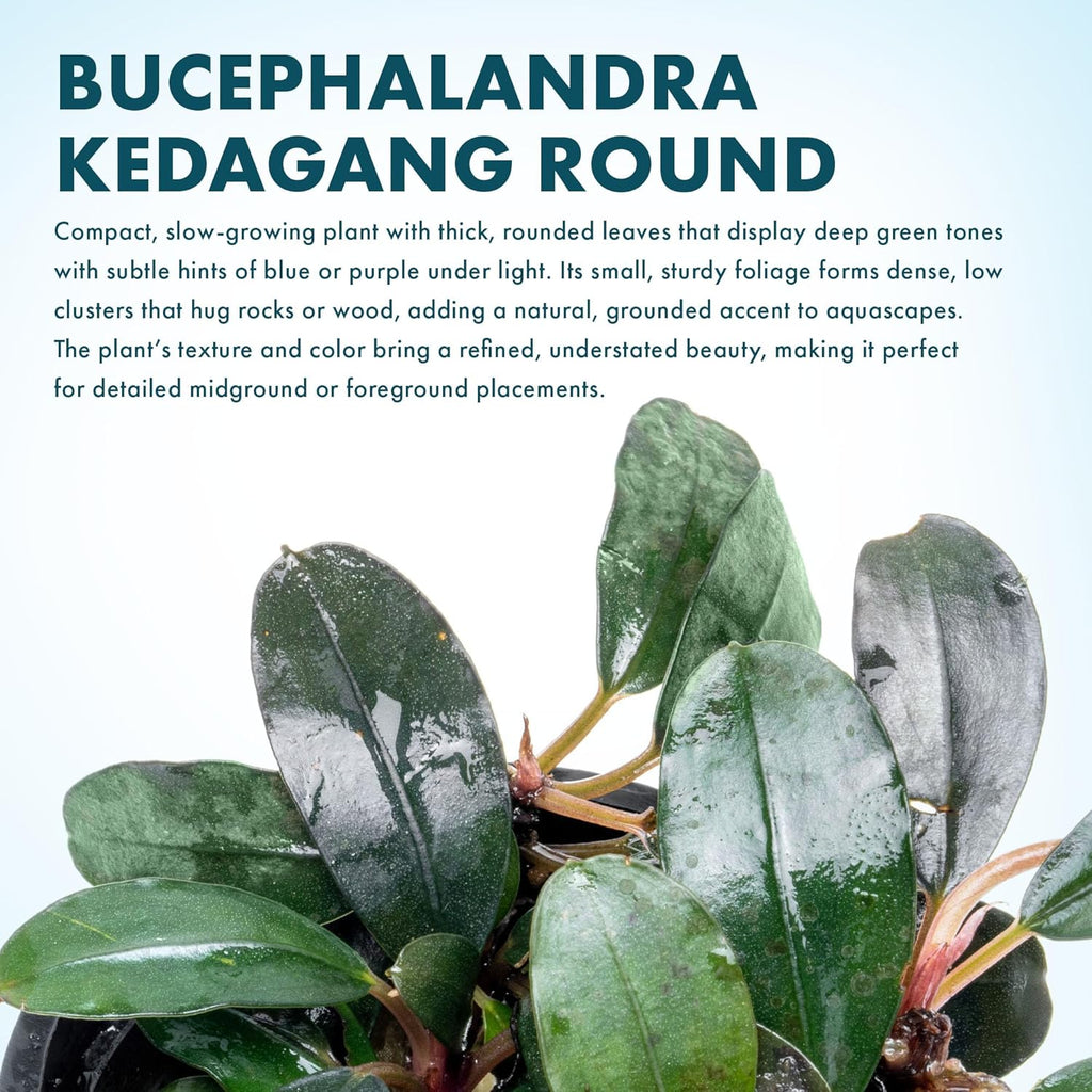 SubstrateSource Bucephalandra Kedagang Round Potted Live Aquarium Plant - Natural Freshwater Fish Tank Decorations, Aquatic Decor