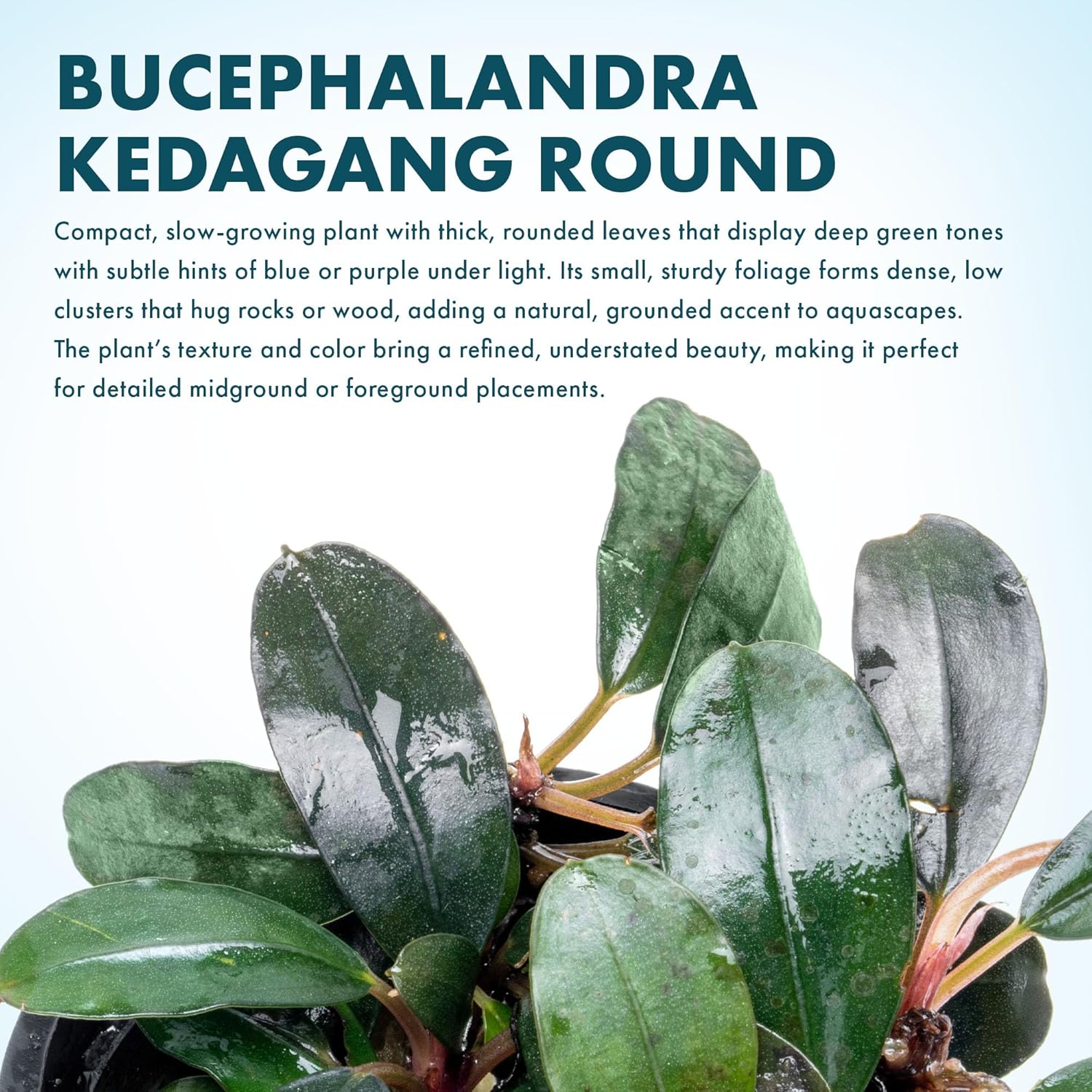 SubstrateSource Bucephalandra Kedagang Round Potted Live Aquarium Plant - Natural Freshwater Fish Tank Decorations, Aquatic Decor