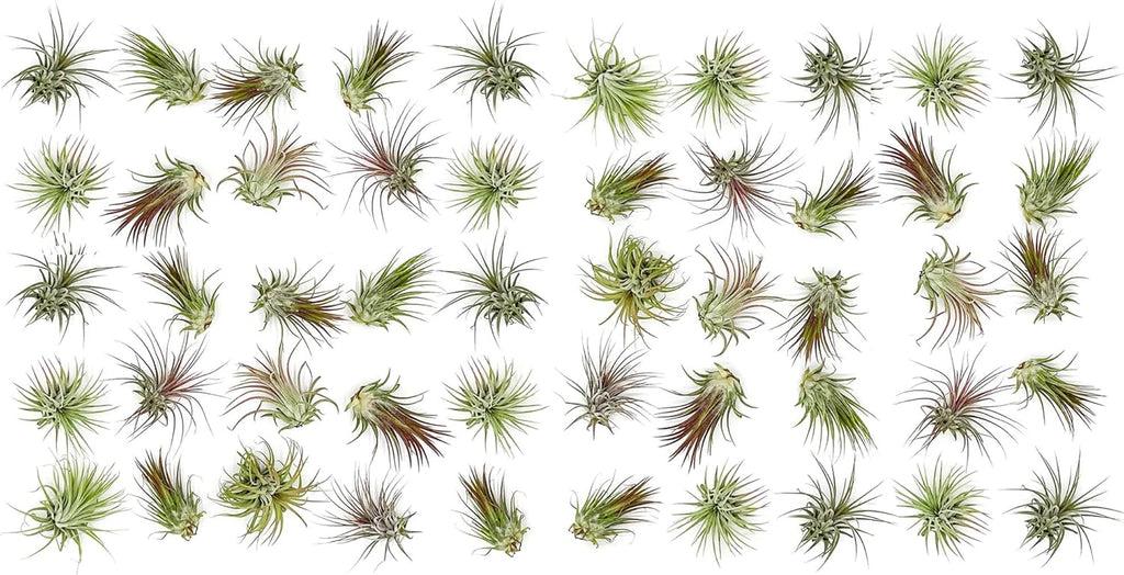 ragnaroc Air Plants Bulk - Tillandsia Ionantha Wholesale Pack, Regular 1-3" - 50ct - Live Arrival Guaranteed - House Plants for Home Decor & Gift