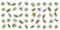 ragnaroc Air Plants Bulk - Tillandsia Ionantha Wholesale Pack, Regular 1-3" - 50ct - Live Arrival Guaranteed - House Plants for Home Decor & Gift