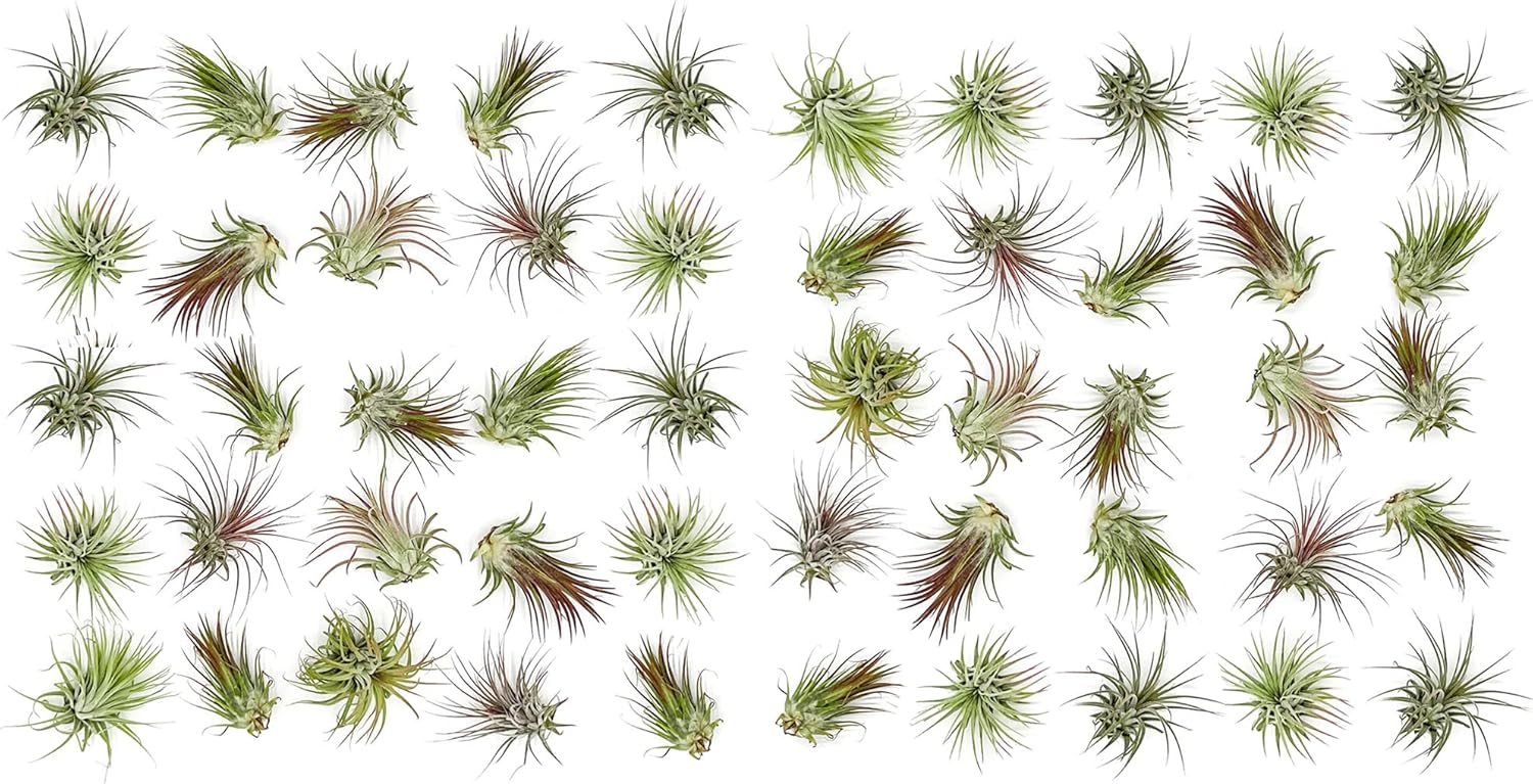 ragnaroc Air Plants Bulk - Tillandsia Ionantha Wholesale Pack, Regular 1-3" - 50ct - Live Arrival Guaranteed - House Plants for Home Decor & Gift