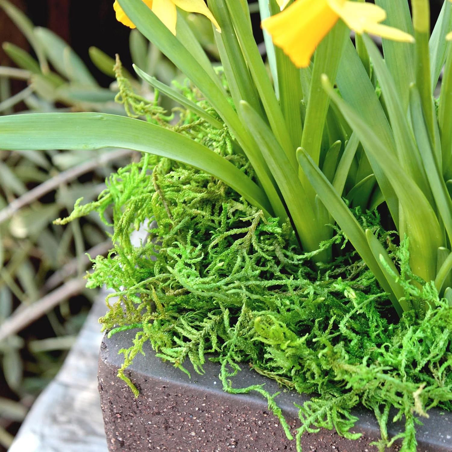 SuperMoss Forest Moss Preserved Lasting Decorative Long Fibers for Potted Plants and Crafts, Fresh Green